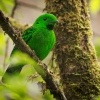 Lobos cernohrdly - Calyptomena whiteheadi - Whiteheads Broadbill o6039